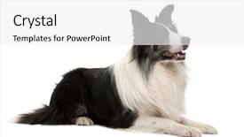  Presentation with border collie 4 years - Cool new PPT layouts with border collie lying in front backdrop and a white colored foreground