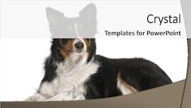  Presentation with border - Amazing slide deck having border collie lying in front backdrop and a white colored foreground