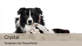  Presentation with border - Amazing presentation theme having border collie mixed breed cat backdrop and a mint green colored foreground