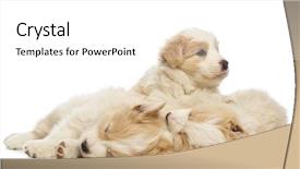  Presentation with old people - Slide set enhanced with border collie puppies 6 weeks background and a  colored foreground