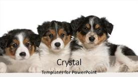  Presentation with border collie 4 years - Slides enhanced with border collie puppies 6 weeks background and a soft green colored foreground