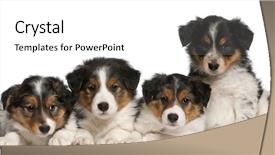  Presentation with border - Colorful theme enhanced with border collie puppies 6 weeks backdrop and a white colored foreground