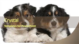 Presentation with border - Theme with border collie puppies 6 weeks background and a tawny brown colored foreground