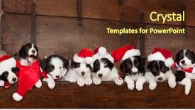  Presentation with old paper rope border - Audience pleasing presentation theme consisting of border collie puppies with christmas backdrop and a tawny brown colored foreground