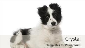  Presentation with border collie 4 years - PPT layouts with border collie puppy 10 weeks background and a soft green colored foreground