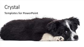  Presentation with border - Colorful slide set enhanced with border collie puppy 17 weeks old against white background backdrop and a white colored foreground