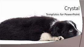  Presentation with border collie 4 years - Colorful PPT theme enhanced with border collie puppy 17 weeks backdrop and a  colored foreground