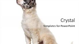  Presentation with border collie 4 years - Colorful theme enhanced with border collie puppy 3 months backdrop and a white colored foreground