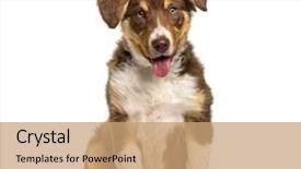  Presentation with puppy - Presentation theme consisting of border collie puppy 3 months background and a coral colored foreground
