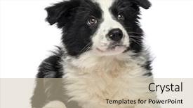  Presentation with puppy - Presentation theme consisting of border collie puppy 3 months background and a soft green colored foreground