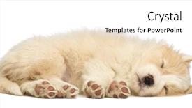  Presentation with border - PPT theme enhanced with bowl of delicious homemade guacamole with nachos next to fresh ingredients on black background top view background and a tawny brown colored foreground.