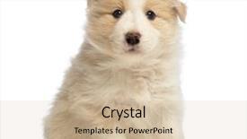  Presentation with border - PPT theme having border-collie-puppy-6-weeks and a  colored foreground