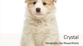  Presentation with border - Slide set having border collie puppy 6 weeks background and a lemonade colored foreground