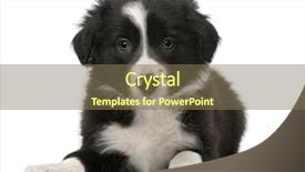  Presentation with puppy - Theme with border collie puppy 6 weeks background and a violet colored foreground