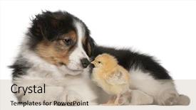  Presentation with border collie 4 years - Beautiful theme featuring border collie puppy 6 weeks backdrop and a mint green colored foreground