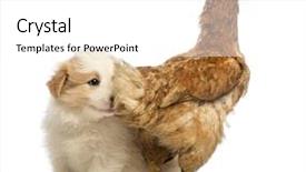  Presentation with border collie 4 years - Audience pleasing PPT layouts consisting of border collie puppy 6 weeks backdrop and a  colored foreground