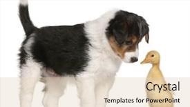  Presentation with border collie 4 years - Amazing theme having border collie puppy 6 weeks backdrop and a lemonade colored foreground