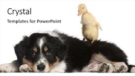  Presentation with border collie 4 years - PPT theme consisting of border collie puppy 6 weeks background and a white colored foreground