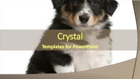  Presentation with border collie 4 years - PPT theme enhanced with border collie puppy 6 weeks background and a coral colored foreground