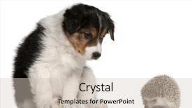  Presentation with puppy - PPT theme having two phalaenopsis orchid potted isolated on white background and a light gray colored foreground