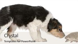  Presentation with border - Slides with border collie puppy 6 weeks background and a soft green colored foreground