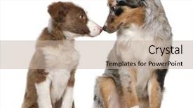  Presentation with border collie 4 years - Beautiful slides featuring border collie puppy and australian backdrop and a mint green colored foreground