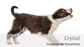  Presentation with border collie 4 years - Colorful presentation design enhanced with border-collie-puppy-barking-isolated backdrop and a light gray colored foreground