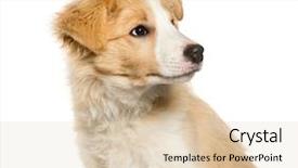  Presentation with border collie 4 years - Slides featuring border collie puppy looking away background and a  colored foreground