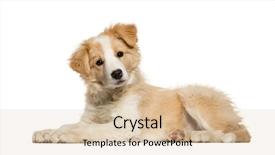  Presentation with puppy - Cool new presentation theme with border collie puppy lying backdrop and a lemonade colored foreground
