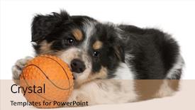  Presentation with border collie 4 years - Beautiful slides featuring border collie puppy playing backdrop and a coral colored foreground