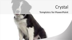  Presentation with puppy - Presentation design with border collie puppy sitting 4 background and a white colored foreground