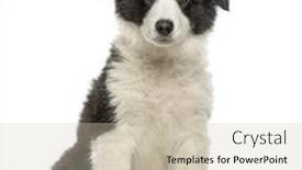  Presentation with border - Amazing theme having border-collie-puppy-sitting-isolated backdrop and a soft green colored foreground