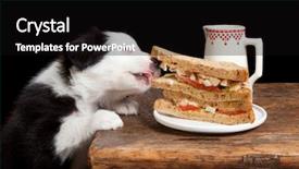  Presentation with border - Slide set featuring border collie puppy steeling background and a black colored foreground