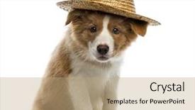  Presentation with straw - Colorful presentation enhanced with border collie puppy wearing backdrop and a coral colored foreground