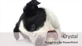  Presentation with bone - Presentation theme having border collie puppy background and a light gray colored foreground