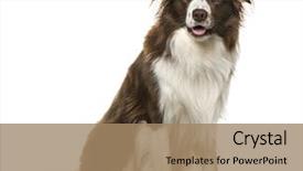  Presentation with border - Presentation design having border collie sitting 2 years background and a coral colored foreground