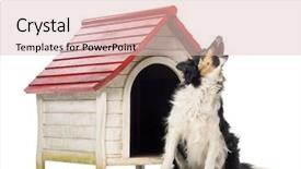  Presentation with border - Presentation theme having border collie sitting and barking background and a  colored foreground