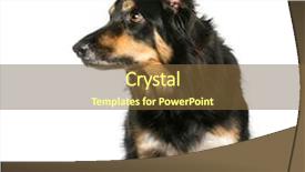  Presentation with border collie 4 years - Slide set having border collie sitting in front background and a  colored foreground