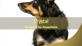  Presentation with border - Presentation consisting of border collie sitting in front background and a tawny brown colored foreground