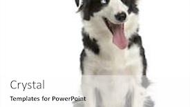  Presentation with border - Colorful presentation theme enhanced with border-collie-sitting-in-front backdrop and a white colored foreground