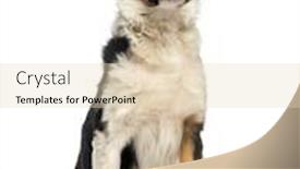  Presentation with border - Amazing PPT theme having border-collie-sitting-isolated backdrop and a lemonade colored foreground