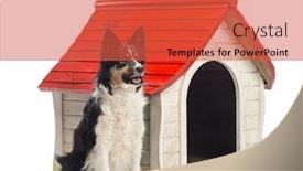  Presentation with border - Slides featuring border collie sitting next to a kennel and looking away against white background background and a red colored foreground