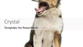  Presentation with border - Audience pleasing slides consisting of border-collie-sitting-yawning-isolated backdrop and a white colored foreground