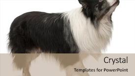  Presentation with border collie 4 years - Slides enhanced with border collie standing in front background and a coral colored foreground