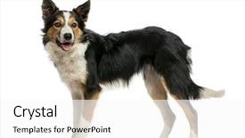  Presentation with border - PPT layouts with border collie standing panting isolated background and a white colored foreground