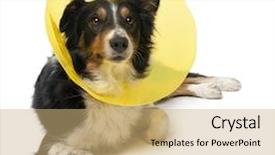  Presentation with border - Amazing slide deck having border collie wearing a space backdrop and a coral colored foreground