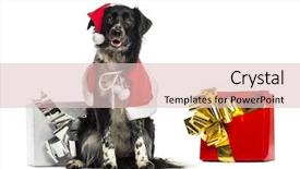  Presentation with christmas presents - Presentation consisting of border collie wearing christmas clothes and sitting next to presents background and a lemonade colored foreground