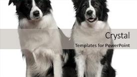  Presentation with border - Amazing PPT theme having border collies 1 and 9 backdrop and a light gray colored foreground