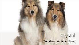  Presentation with border collie 4 years - PPT layouts enhanced with border collies 6 and 7 background and a soft green colored foreground