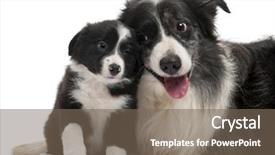  Presentation with border - Audience pleasing PPT layouts consisting of border collies interacting in front backdrop and a violet colored foreground